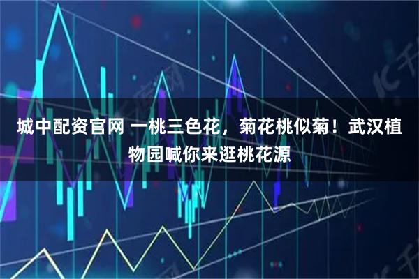 城中配资官网 一桃三色花，菊花桃似菊！武汉植物园喊你来逛桃花源