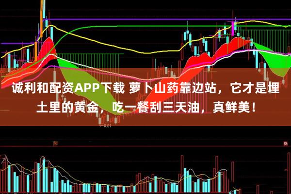 诚利和配资APP下载 萝卜山药靠边站，它才是埋土里的黄金，吃一餐刮三天油，真鲜美！
